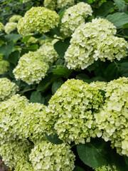 Hydrangea. White flowers