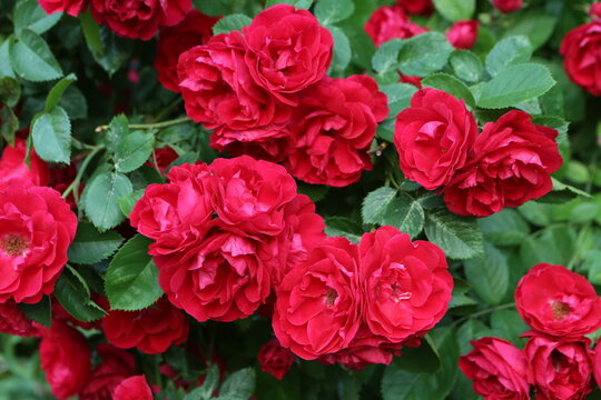 Red rose Amadeus. Blossoming bush of red climber rose. Summer decorative garden, park. Seasonal flowers. Flowers of climber rose. Wallpaper with flowers of red climber rose. Climber roses Amadeus