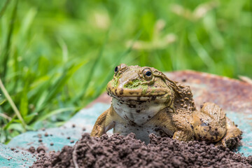 A frog sitting on the ground