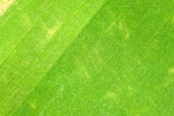 Close up aerial view of surface of green freshly cut grass on football stadium in summer.