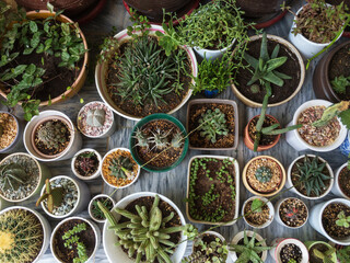 Top angle view of various different succulents and cactus plants