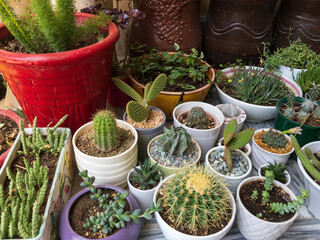 Different type of succulents and cactus collection