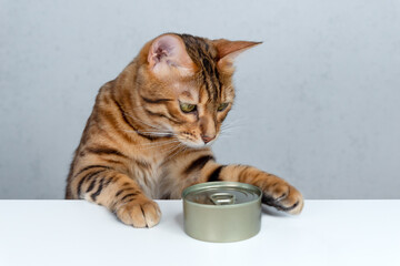 Bengal cat trying to steal food from the table