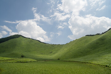 Fototapeta na wymiar green grass field with blue sky