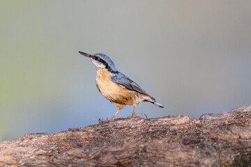 Eurasian nuthatch, wood nuthatch or nuthatch - Sitta europaea in its natural habitat
