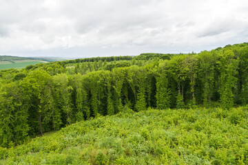 Fototapeta premium Top down aerial view of green summer forest with large area of cut down trees as result of global deforestation industry. Harmful human influence on world ecology.