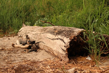 a fallen tree in a reed field on the shore of Lake Dąbskie