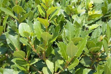 Fototapeta premium Bright green fresh bay laurel, Laurus nobilis, branch with leaves. Close up lauraceae plant