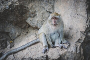 The monkeys clambering on the rocky mountain
