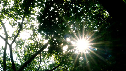 sun shine through the leaves