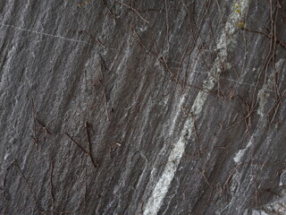 small twigs attached gneiss texture