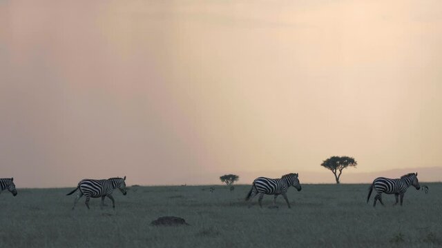 Zebras walk in single file line across the African savanna during sunset. 