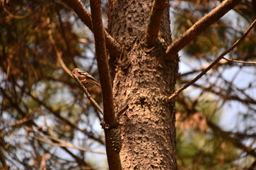 Obraz premium trunk of a tree