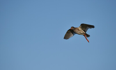 Rotschenkel fliegt