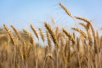 Ears of golden wheat, Agriculture farm and farming concept