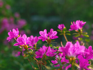 The beautiful spring or summer background of the pink azalea flowers in full bloom on the sunset with the space for your text. Selective focus. Beautiful blur.