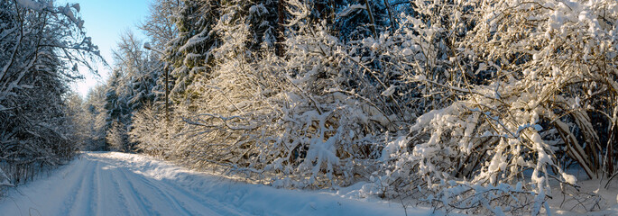 Winter scene with trees in forest after heavy snowfall