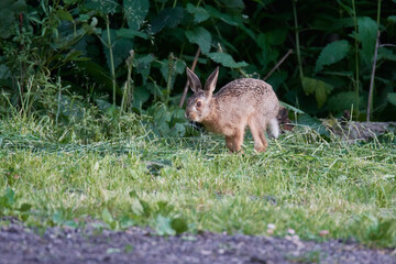 Wildkaninchen in urbaner Umgebung	