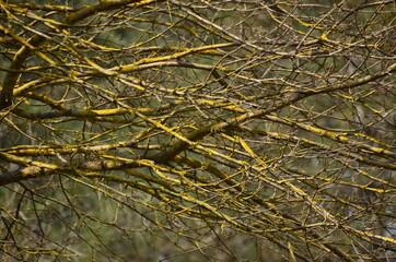 Fototapeta na wymiar dried tree branch