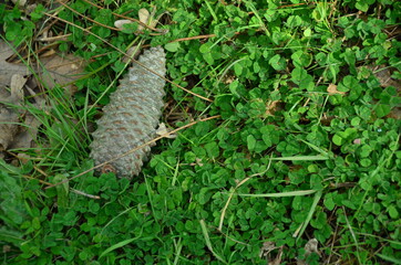 pinecone in the grass