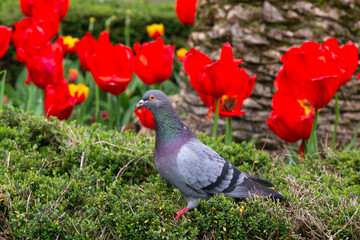 Wild pigeon in a flower bed among red tulips