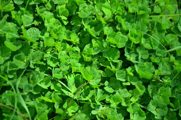 green leaves background