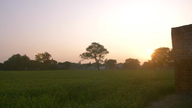 Pan shot of magnificent farmland in Delhi/NCR - agriculture concept in the village. Beautiful landscape view of an Indian agricultural field with trees  sky  sunset in the background - scenic beaut...