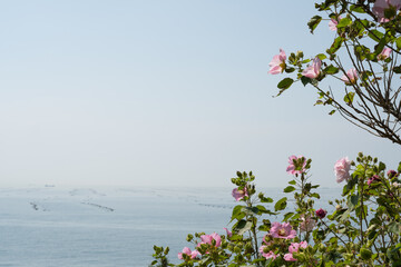 Pink flowers and summer sea