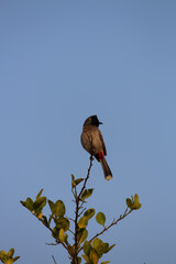 red-vented bulbul bird portrait while sitting on the top of the tree