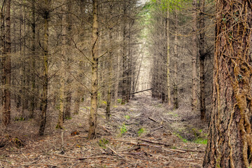 path in the forest