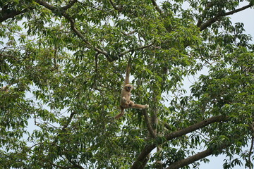 gibbon on tree
