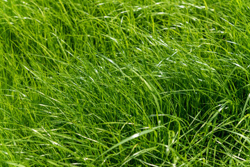 The texture of green grass surface for the background, grass field lawn pattern textured.