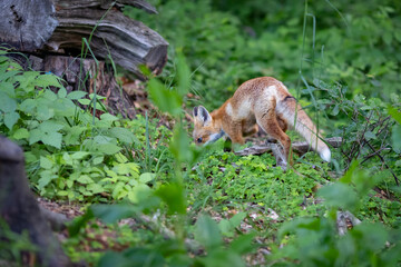 Young red Fox in grass . Vulpes vulpes