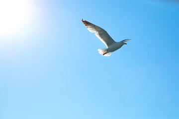 Möwe im Flug, Friedenstaube