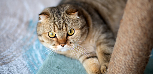 Scottish Cat squat, young cat looks into the farme