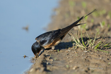 hirondelle © Claude