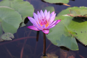  Water lily flower petals, aquatic plan. beautiful flower.