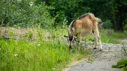 Naklejka na ściany i meble a horned adult goat on a leash grazes in a meadow