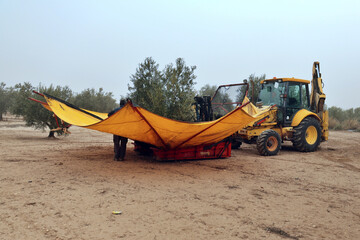 olive harvest. Farmer harvesting olives with special machinery and tractor in autumn. Olive oil production in spain