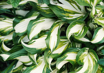 Naklejka na ściany i meble Beautiful leaves of hosta plant in the garden. Green leaves background. Gardening concept. 