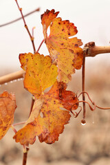 detail of a fig leaf with vineyard in the background. grape cultivation for red wine production