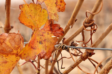detail of a fig leaf with vineyard in the background. grape cultivation for red wine production