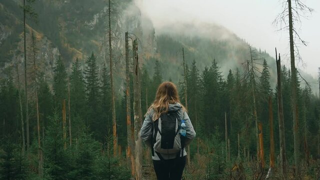 Video with noise. Young happy woman tourist walks in Polish Carpathian mountains Zakopane in rain. High rocks, pine firs green trees. spring autumn nature. Hiker girl stands enjoy nature back view