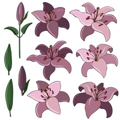 Collection of image of flowers and buds of lilies. Vector illustration colored in flat style. Floral Design Element for Wedding Invitations, Wrappers, Greeting Cards.