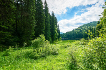 landscape with lake of synevyr national park. beautiful summer scenery of carpathian mountains. popular travel destinations of ukraine. stunning environment among coniferous forest on a sunny day 