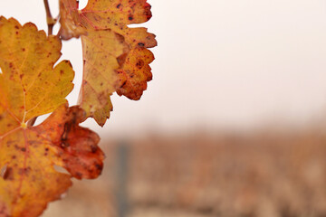 detail of a fig leaf with vineyard in the background. grape cultivation for red wine production