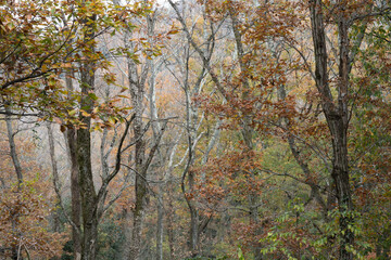 Autumn in the forest