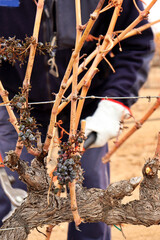 viticulturist pruning vine shoots in winter. agriculture and viticulture for the production of red wine