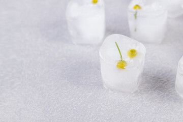 Chamomile in ice cubes on a gray table