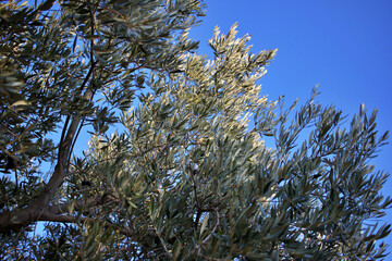 olive branches with ripe black olives ready for harvest to produce quality olive oil
